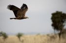 Tawny Eagle, På savannen, Kenya 2010 Photo: Jakob Dall