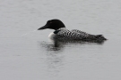 Great Northern Loon, Adult summ. plum., Iceland 4th of July 2010 Photo: Steen E. Jensen