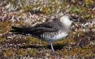 Long-tailed Jaeger, Russian Federation (outside WP) 24th of June 2010 Photo: David Erterius