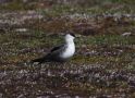 Long-tailed Jaeger, Russian Federation (outside WP) 24th of June 2010 Photo: David Erterius