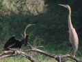 African Darter, And a Purple Heron, India 26th of November 2010 Photo: Paul Patrick Cullen