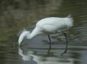 Snowy Egret, Mexico 30th of December 2010 Photo: Anders E. Sørensen