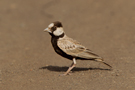 Black-crowned Sparrow-lark, Male, Cape Verde 7th of November 2010 Photo: Stefan Cherrug