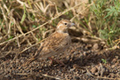 Black-crowned Sparrow-lark, Cape Verde 7th of November 2010 Photo: Stefan Cherrug