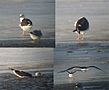 Lesser Black-backed Gull, Adult winter plumage, Denmark 1st of January 2011 Photo: Eva Foss Henriksen