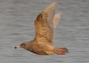 Glaucous Gull, 2cy, Denmark 7th of January 2011 Photo: Steen Reimers