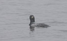 Yellow-billed Loon, Russian Federation (outside WP) 13th of June 2010 Photo: David Erterius