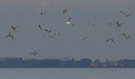 A flock of terns, Sweden 13th of August 2010 Photo: David Erterius
