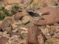 Red-rumped Wheatear, Morocco 20th of March 2010 Photo: Martijn Bunskoek