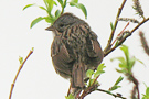 Lincoln's Sparrow, Lincolns Sparrow,blev ny art i WP i 2010 på Acorerne, Canada 20th of May 2010 Photo: Allan Kjær Villesen