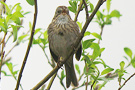 Stribet Sangspurv, Lincolns Sparrow,blev ny art i WP i 2010 på Acorerne, Canada 20. maj 2010 Foto: Allan Kjær Villesen