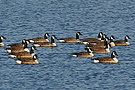 Canada Goose, Denmark 21st of January 2011 Photo: John G. Dinesen