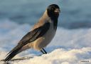 Hooded Crow, Denmark 27th of January 2011 Photo: Carsten Siems