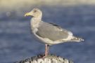 Glaucous-winged Gull, Japan 25th of January 2011 Photo: Terry Townshend