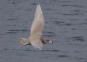 Glaucous Gull, 2nd c y, probably a male., Sweden 29th of January 2011 Photo: David Erterius