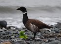 Brant Goose, Russian Federation (outside WP) 14th of June 2009 Photo: Martin Oomen