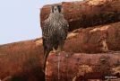 Peregrine Falcon, 