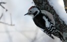 Middle Spotted Woodpecker, 1st record of Finland, Finland 10th of February 2011 Photo: Pasi Parkkinen