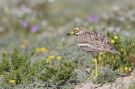 Eurasian Stone-curlew, Morocco 16th of February 2011 Photo: Anne Navntoft