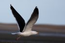 Great Black-backed Gull, 
