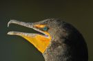 Double-crested Cormorant, 