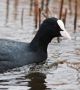 Eurasian Coot, Denmark 4th of March 2011 Photo: Brian Thomsen