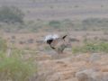 Macqueen's Bustard, Israel 25th of March 2010 Photo: David Andersson