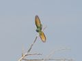 Arabian Green Bee-eater, Israel 28th of March 2010 Photo: David Andersson