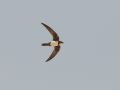 Alpine Swift, Israel 2nd of April 2010 Photo: David Andersson