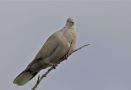 Eurasian Collared Dove, Morocco 16th of February 2011 Photo: Anne Navntoft