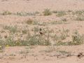 Thick-billed Lark, Israel 26th of March 2010 Photo: David Andersson