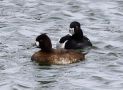 Ring-necked Duck, Spain 8th of March 2011 Photo: Kim Duus
