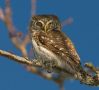 Eurasian Pygmy Owl, Sweden 11th of March 2011 Photo: Lars  Petersson