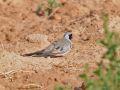 Namaqua Dove, Israel 30th of March 2010 Photo: David Andersson