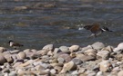 And River Lapwing (Vanellus duvaucelii), India 19th of February 2011 Photo: Troells Melgaard