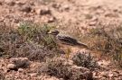 Eurasian Stone-curlew, Spain 12th of March 2011 Photo: Kim Duus