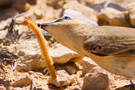 Isabelline Wheatear, Israel 26th of March 2011 Photo: André Riis Ebbesen