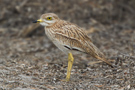 Eurasian Stone-curlew, Israel 20th of March 2011 Photo: Johnny Salomonsson