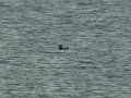 Common Scoter, Denmark 28th of March 2011 Photo: Claus Boe Tøndering