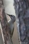 Grey-headed Woodpecker, Female, Finland 18th of April 2011 Photo: Pasi Parkkinen