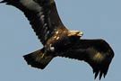 Golden Eagle, 2K, Denmark 20th of April 2011 Photo: Jens Kirkeby