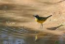 Western Yellow Wagtail, Morocco 16th of March 2006 Photo: Robert Paepke