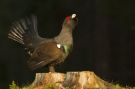 Western Capercaillie, Sweden 20th of April 2011 Photo: Thomas Bernhardsson
