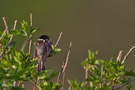 Common Reed Bunting, Denmark 27th of April 2011 Photo: Claus Halkjær