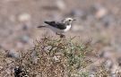 Mourning Wheatear, Morocco 18th of March 2006 Photo: Robert Paepke
