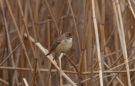 Great Reed Warbler, Turkey 17th of April 2011 Photo: Silas K.K. Olofson