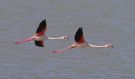 Greater Flamingo, Turkey 22nd of April 2011 Photo: Silas K.K. Olofson