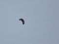 Greater Spotted Eagle, 3cy, Denmark 10th of May 2011 Photo: Tonny Ravn Kristiansen