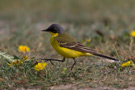 Western Yellow Wagtail, Denmark 11th of May 2011 Photo: Claus Halkjær