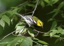 Black-throated Green Warbler, USA 12th of May 2011 Photo: Kim Duus